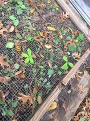 New White Oak Sprouts